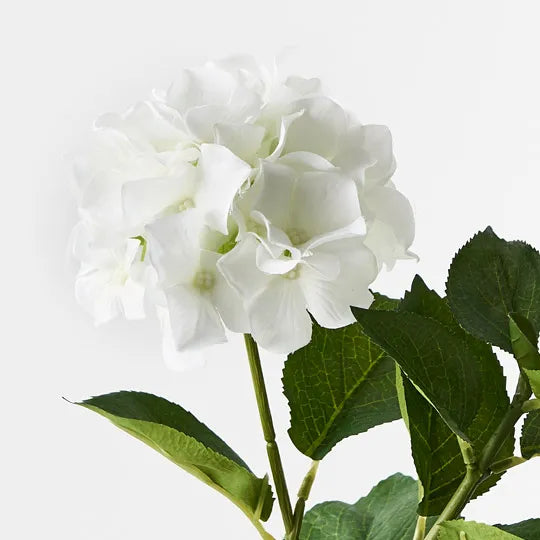 Hydrangea Plant - White 30cm