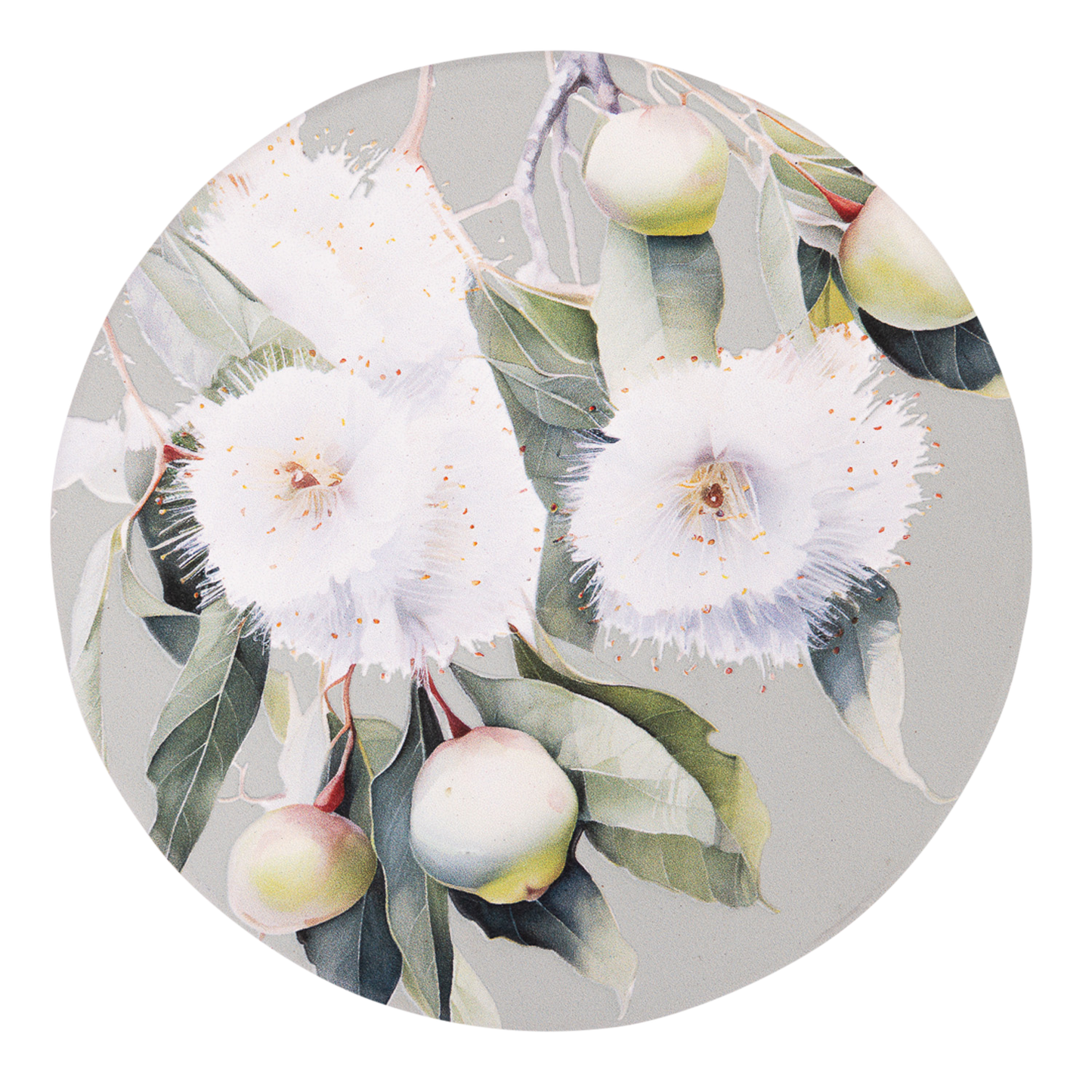 Native Blooms - Gumnuts Ceramic Coaster