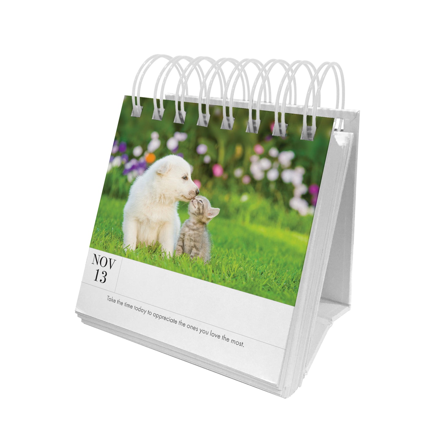 Animal 365 Day Calendar - Kitten
