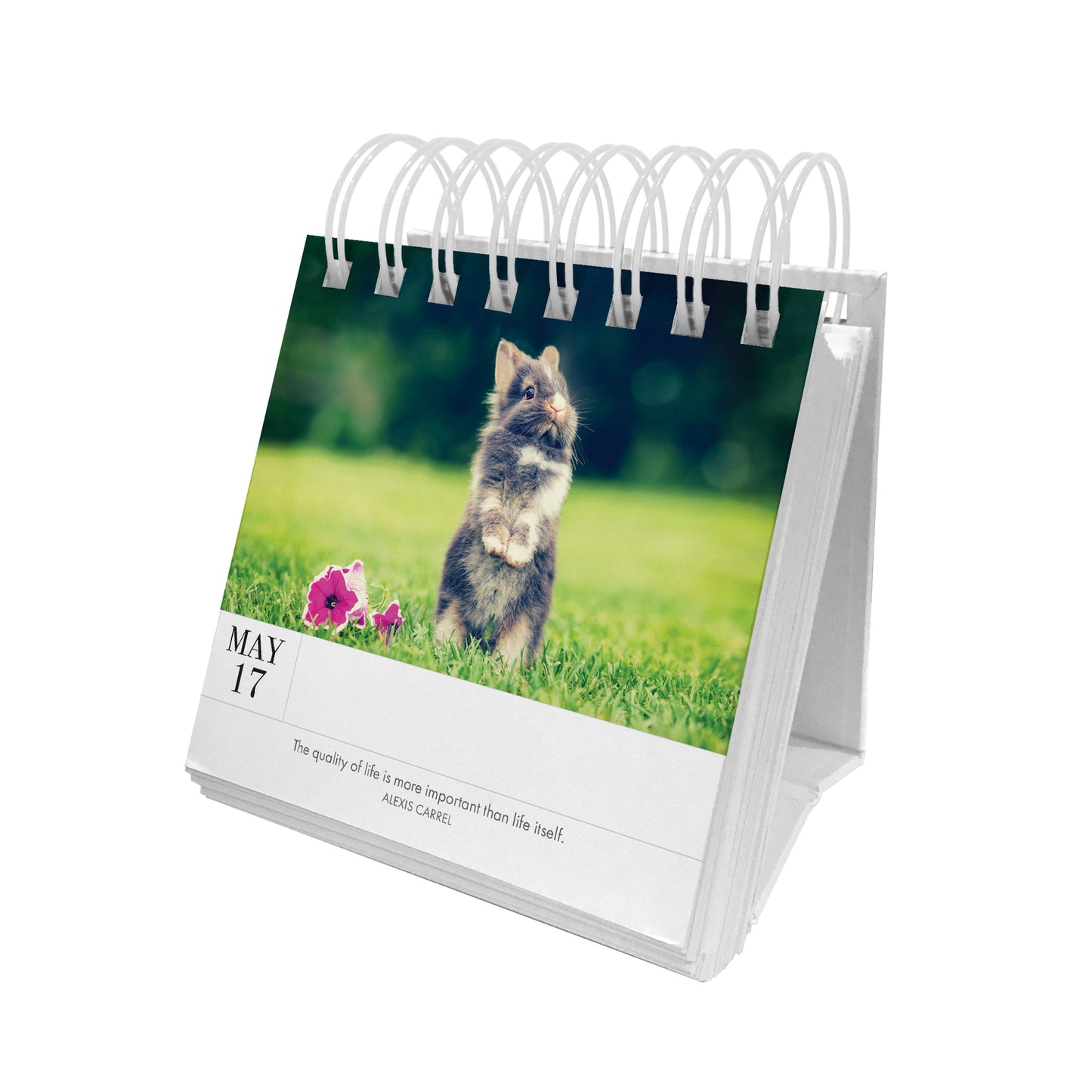 Animal 365 Day Calendar - Kitten