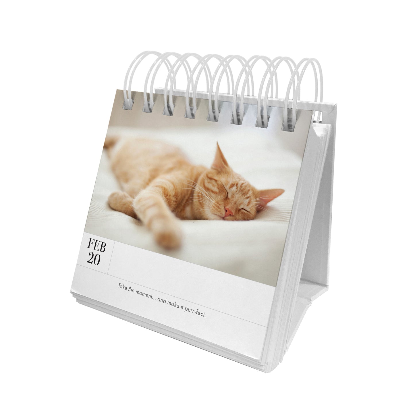 Animal 365 Day Calendar - Kitten