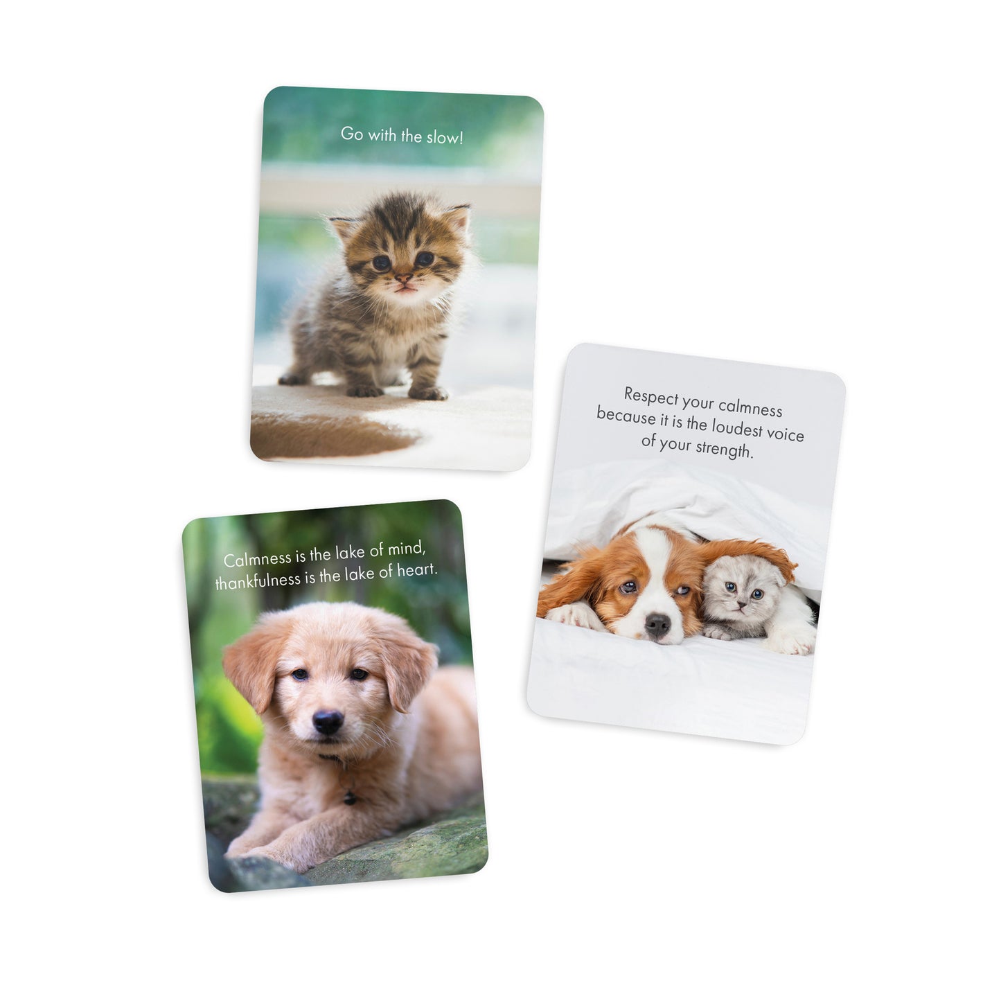 Little Affirmations Cards - Little Paws