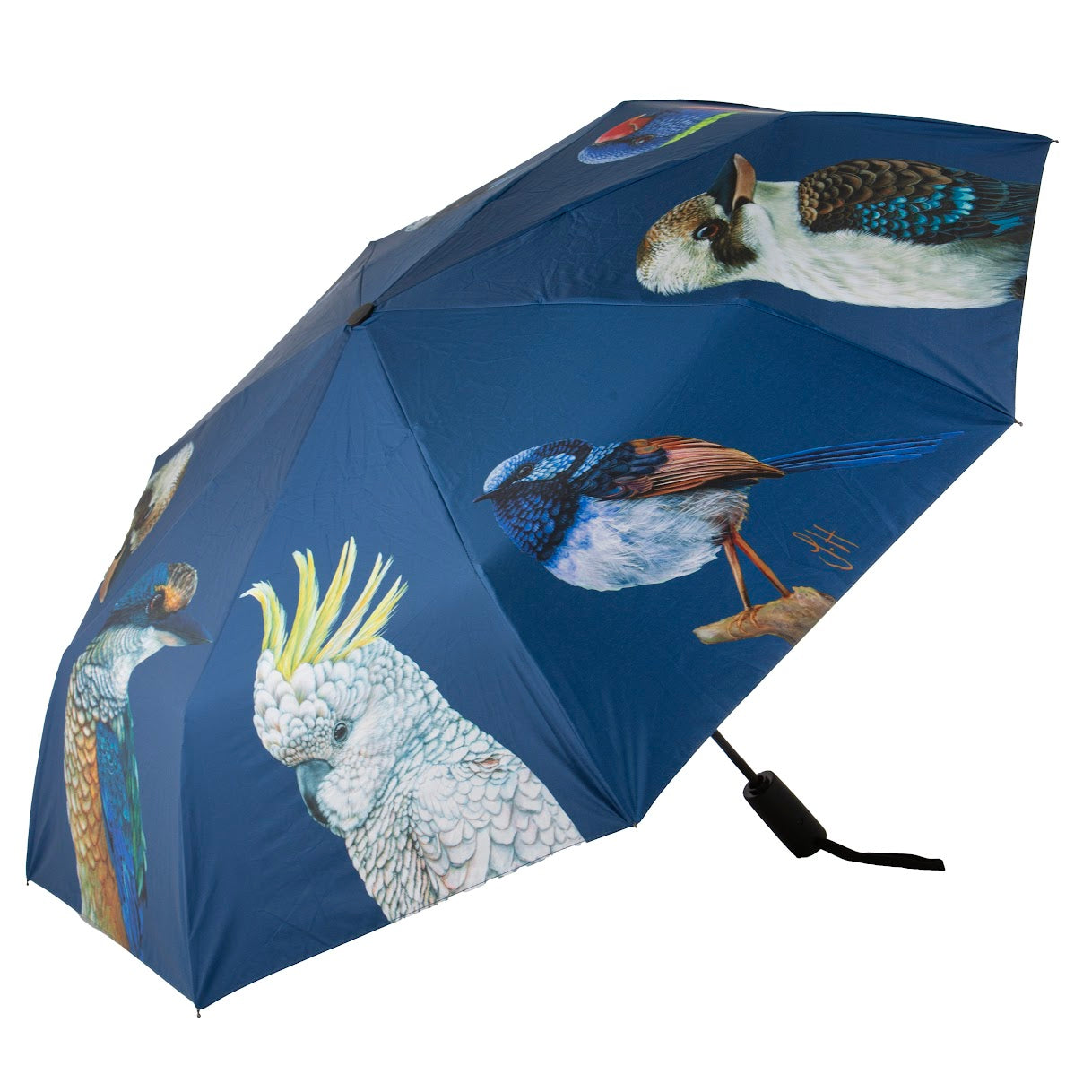 Modern Birds - Umbrella