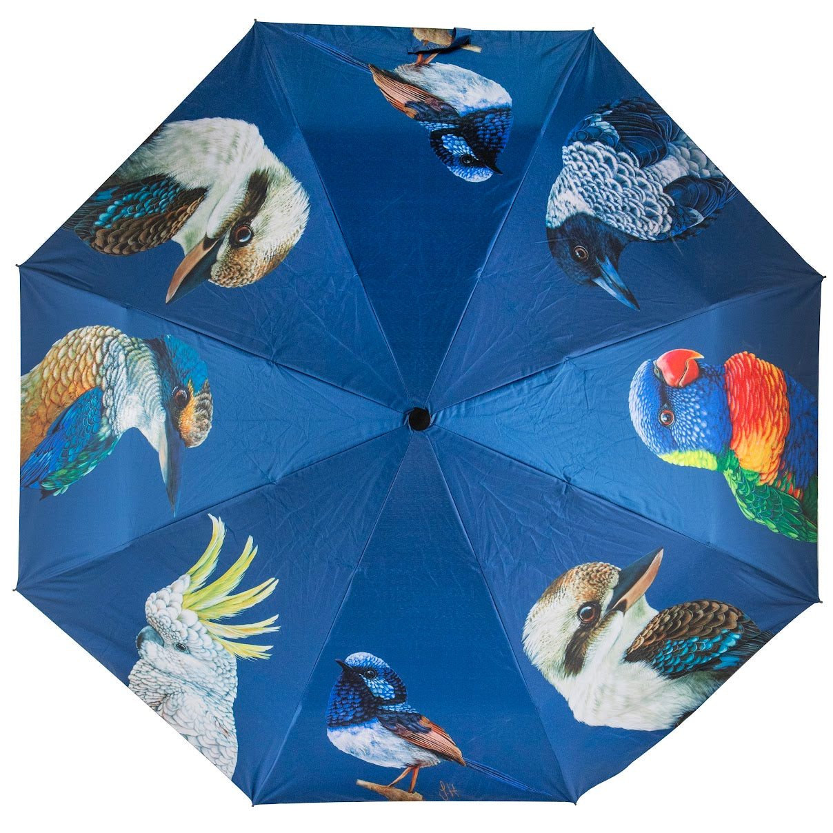 Modern Birds - Umbrella