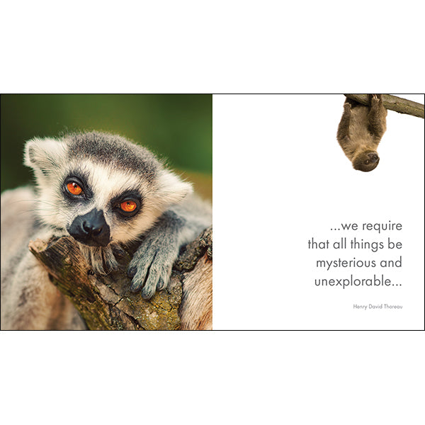 A Little Book of Jungle Joy