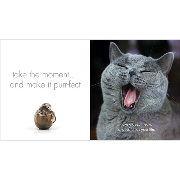 A Little Book of Purrfection