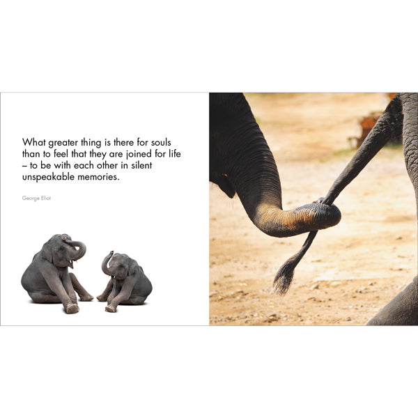 A Little Book of Big Love