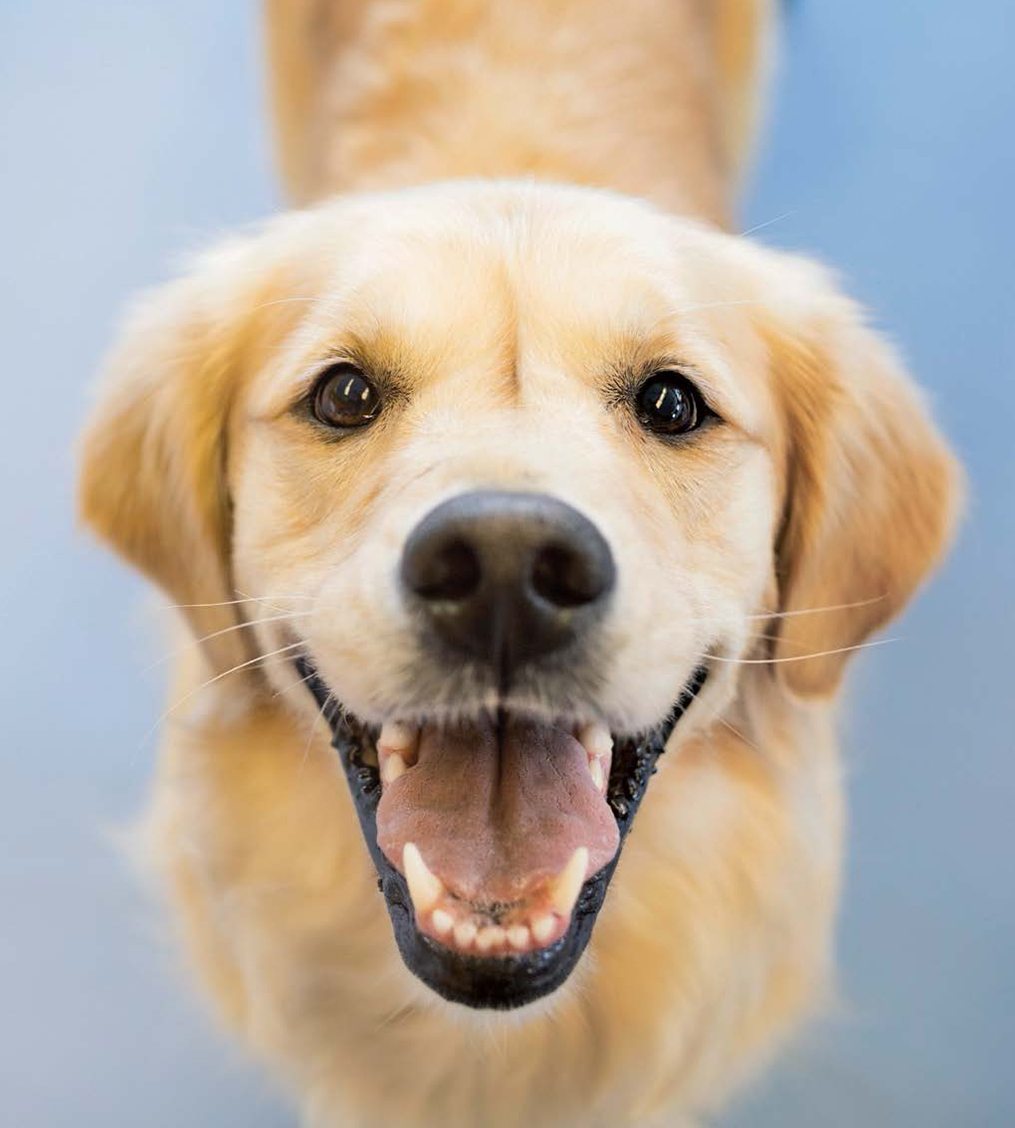 A Little Book of Divine Dogs