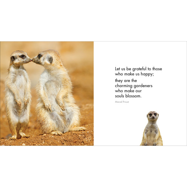 A Little Book of Meerkat Magic