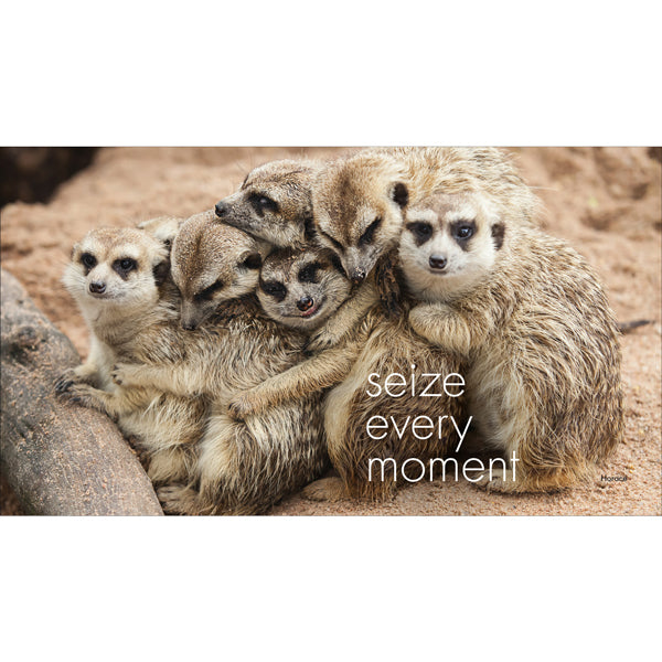 A Little Book of Meerkat Magic