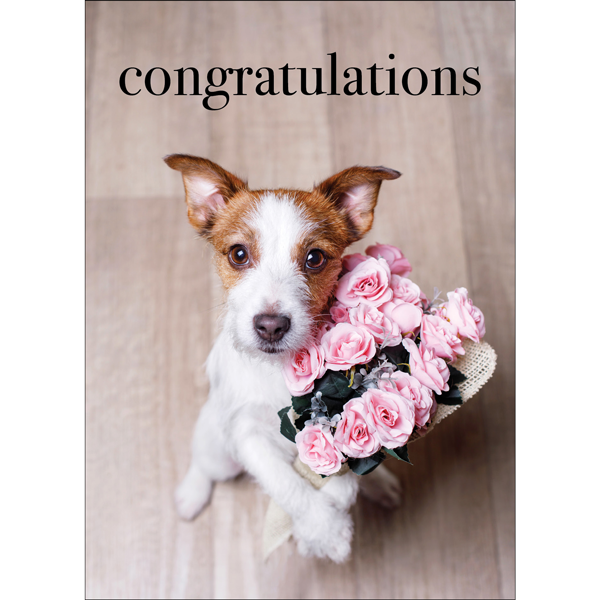 Animal Affirmations Card - Congratulations