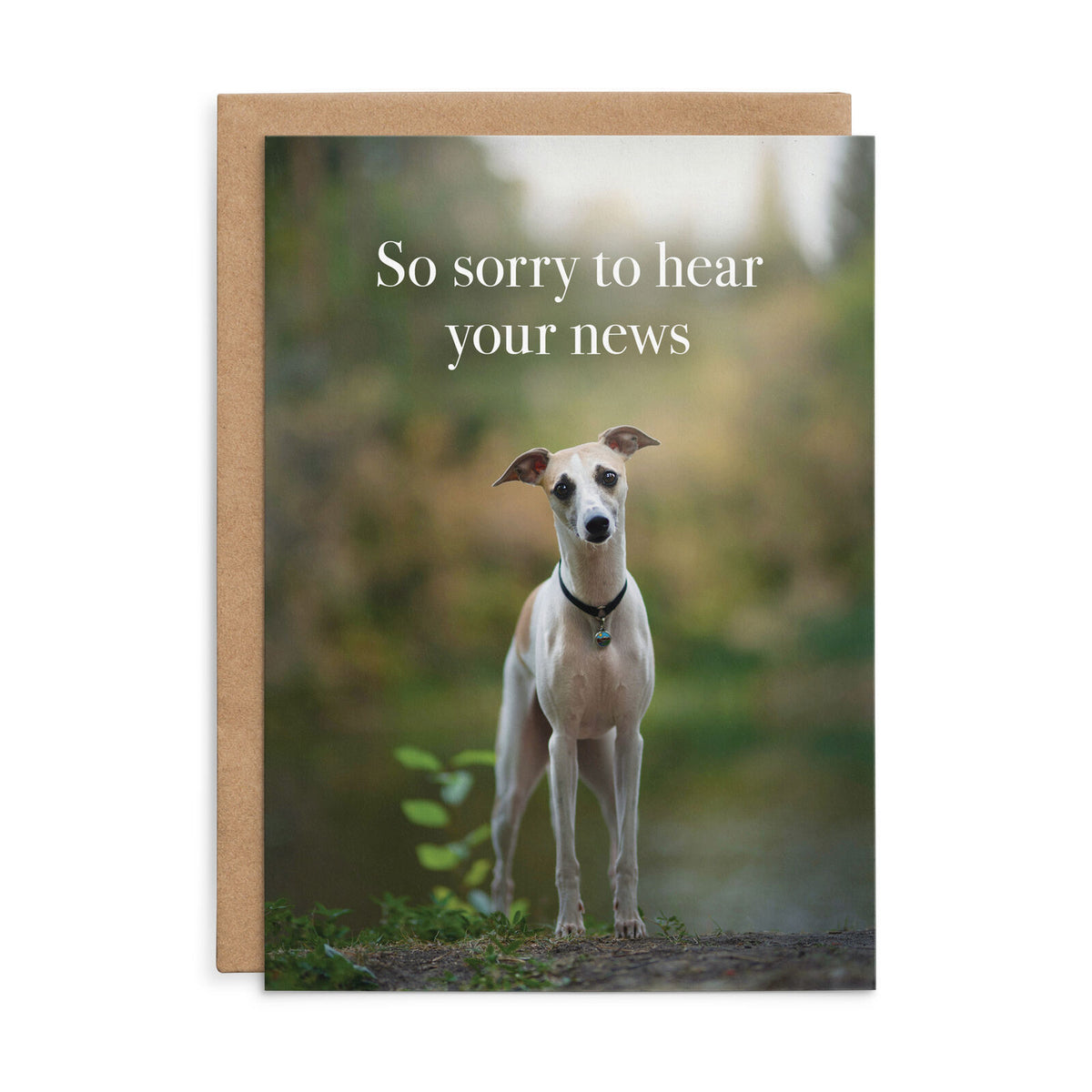Animal Affirmations Card - So Sorry to Hear Your News (Dog)