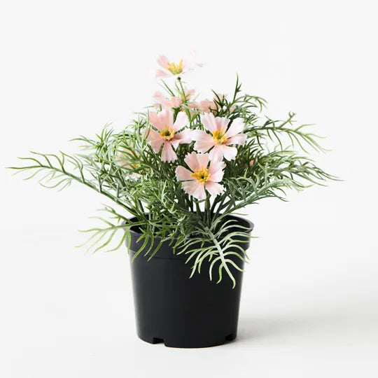 Cosmos Bush in Pot - Light Pink 20cm