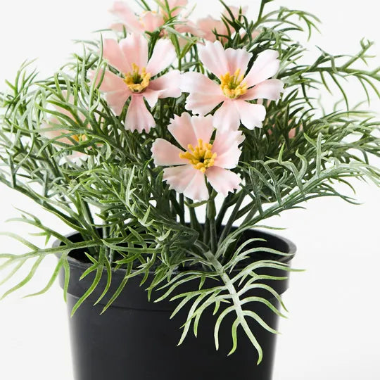Cosmos Bush in Pot - Light Pink 20cm