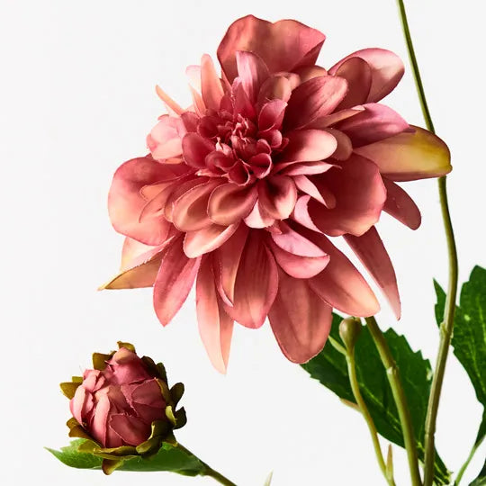 Dahlia Pompon - Mauve 65cm