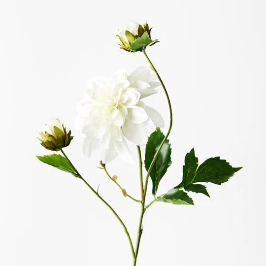 Dahlia Pompon - White 65cm