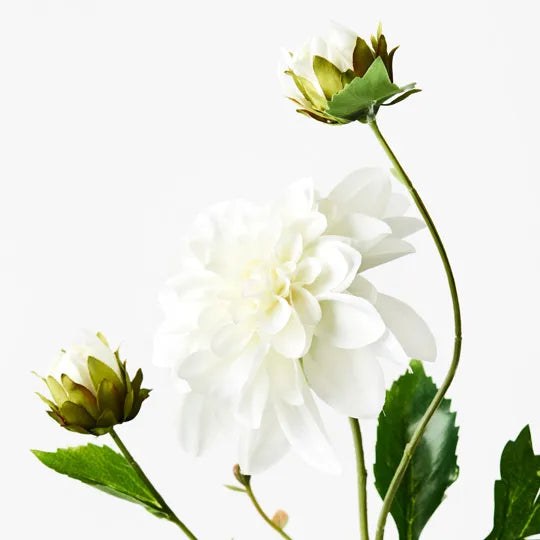 Dahlia Pompon - White 65cm