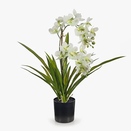 Orchid Ascocenda in Pot - Soft Green 48cm