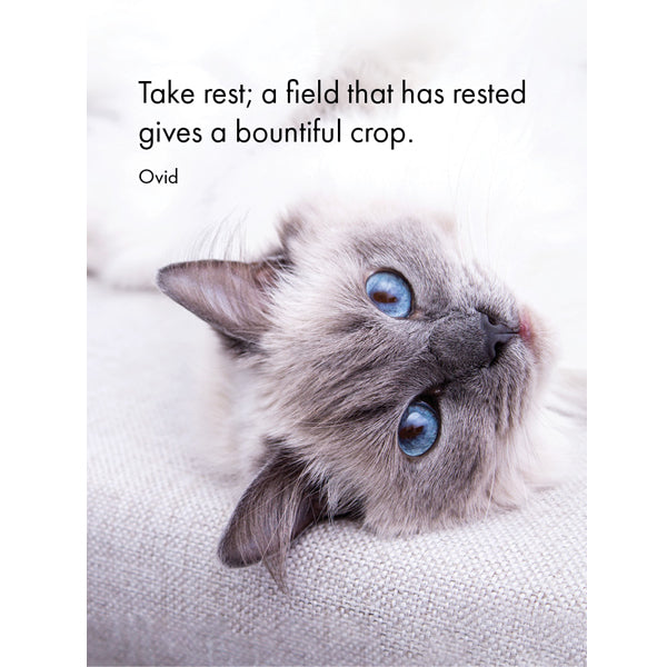 Little Affirmations Cards - The Cat’s Whiskers