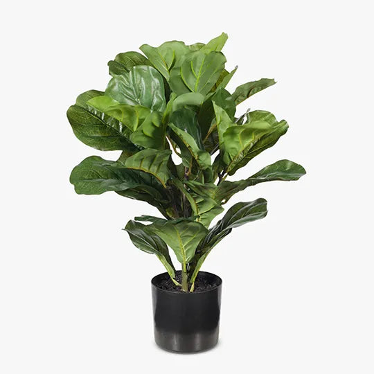 Fiddle Leaf Plant - Green 53cm