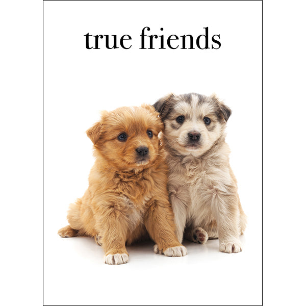 Animal Affirmations Card - True Friends (Puppies)
