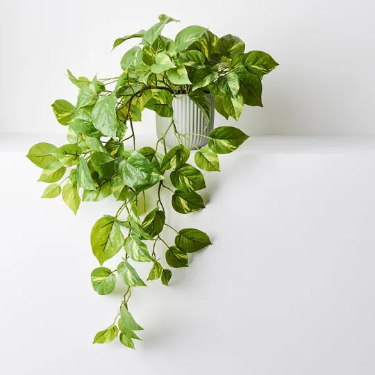 Pothos in Pot - Variegated 70cm