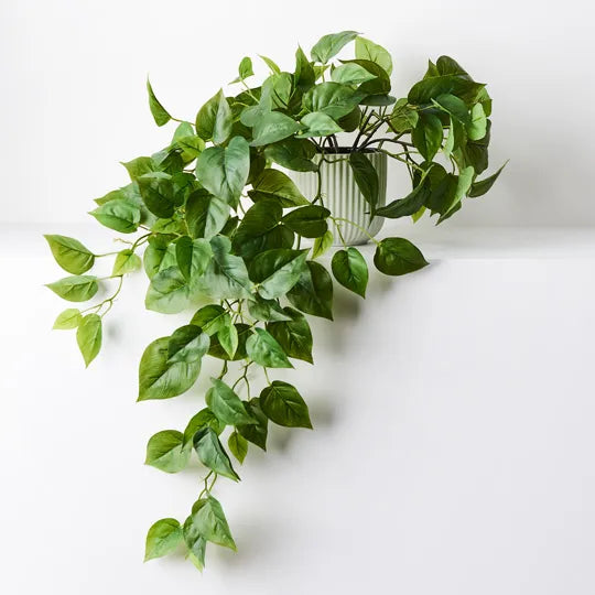 Philodendron in Pot - Green 70cm