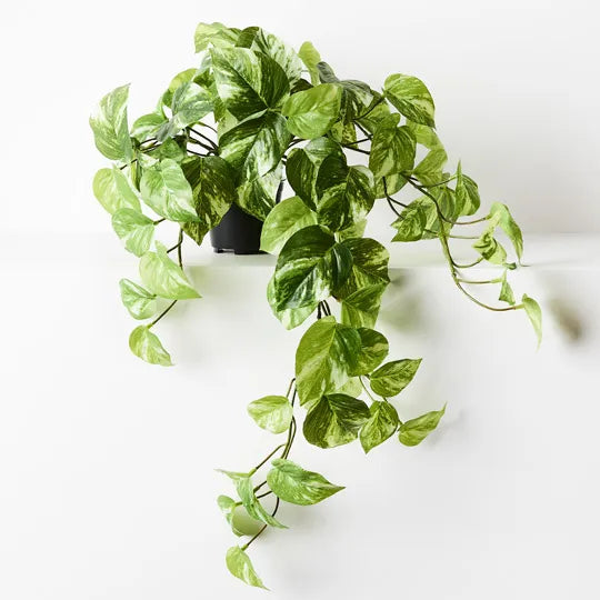 Pothos Marble Hanging Bush in Pot - Variegated 64cm