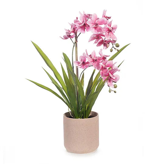 Orchid Ascocenda in Pot - Pink 48cm