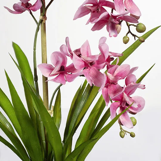 Orchid Ascocenda in Pot - Pink 48cm