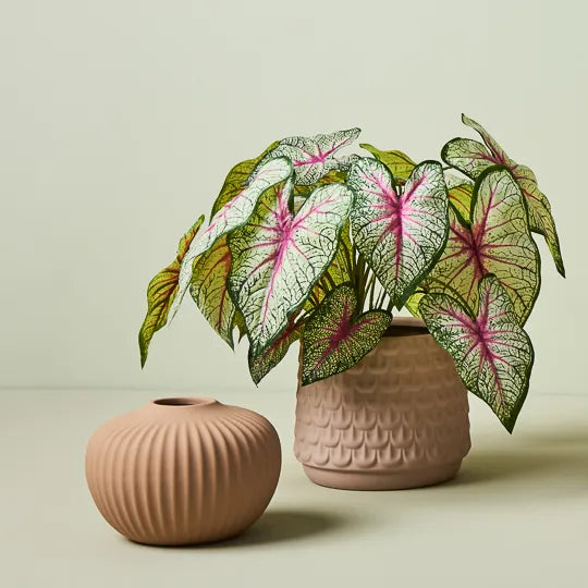 Caladium in Pot - Green & Pink 40cm