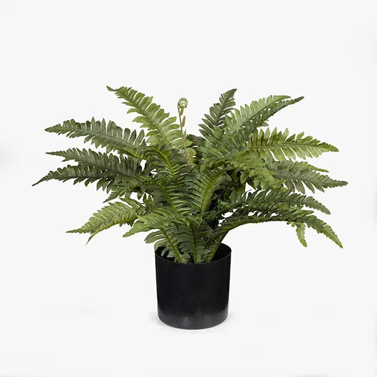 Boston Fern in Pot - Green 40cm