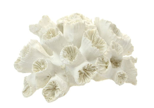 White Stony Coral