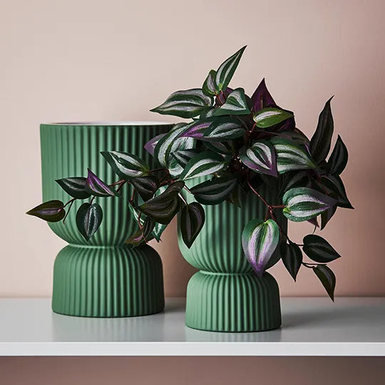 Wandering Jew Hanging Bush in Pot - Dark Green 30cm
