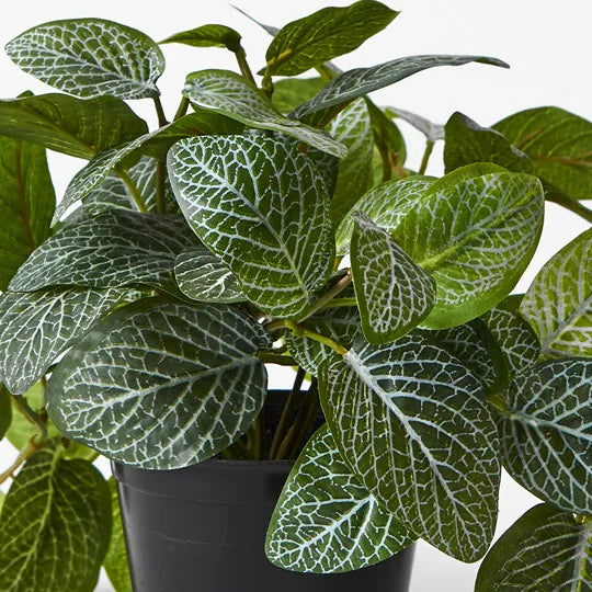 Fittonia Hanging Bush in Pot - Green 30cm