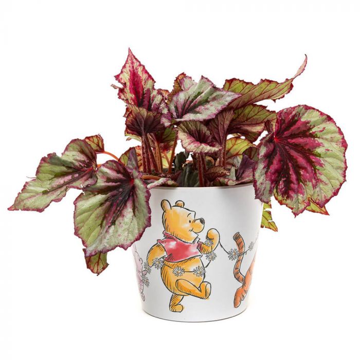 Winnie the Pooh - Daisy Chain Bamboo Eco Pot