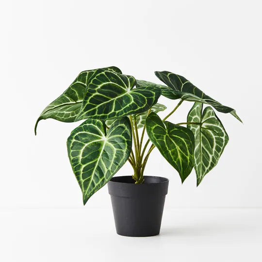 Syngonium Batik Plant - Green 25cm