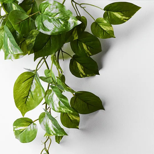 Pothos in Pot - Variegated 70cm