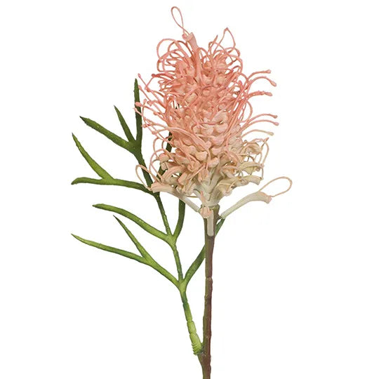 Grevillea - Pink 63cm