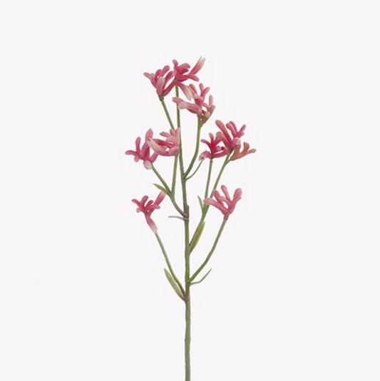 Kangaroo Paw - Pink 71cm