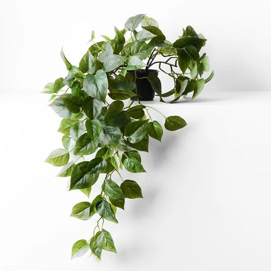 Philodendron in Pot - Green 70cm