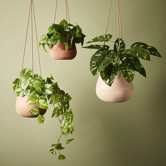 Pothos in Pot - Variegated 19cm