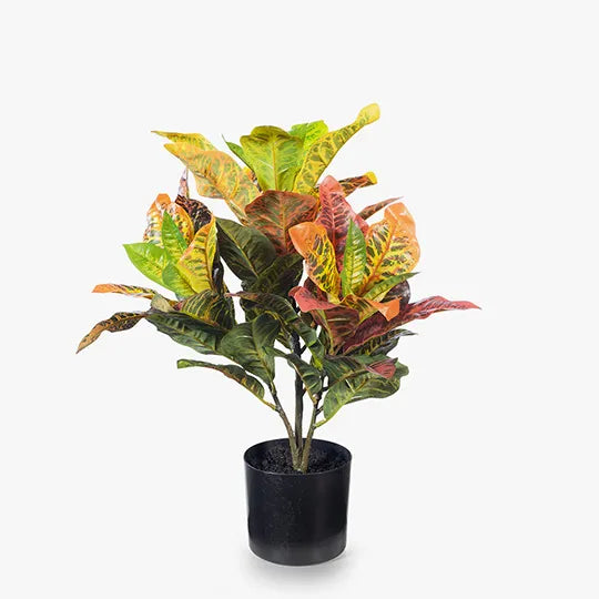 Croton Plant - Orange Green 54cm