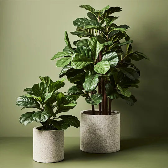 Fiddle Leaf Plant - Green 53cm