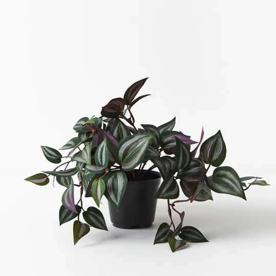 Wandering Jew Hanging Bush in Pot - Dark Green 30cm