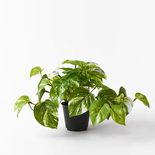 Pothos Marble in Pot - Variegated 20cm