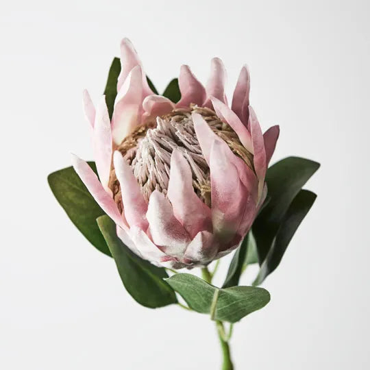 King Protea - Light Pink 73cm