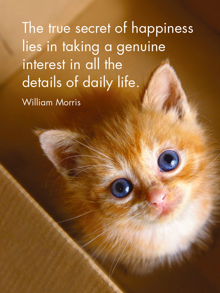 Little Affirmations Cards - Kitten Tales