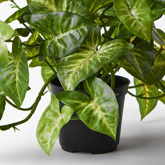 Syngonium Hanging Bush in Pot - Green 30cm