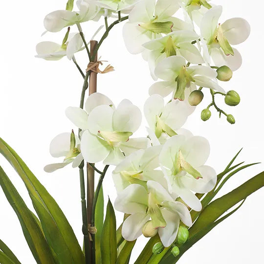Orchid Ascocenda in Pot - Soft Green 48cm